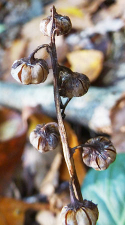 Pyrola americana - Pyrola rotundifolia  - Roundleaf Pyrola, fruit 